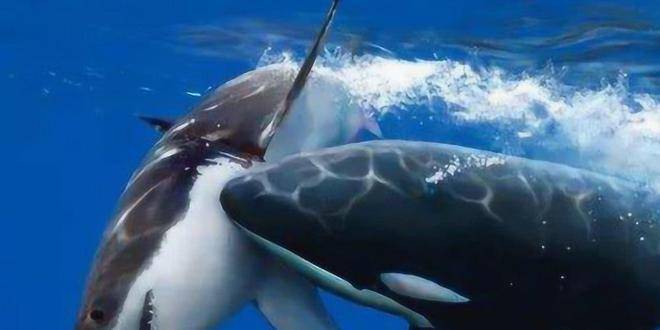 海洋里最顶端王者,轻松猎杀大白鲨,挑食只吃鲸鱼舌头_抹香鲸_成年