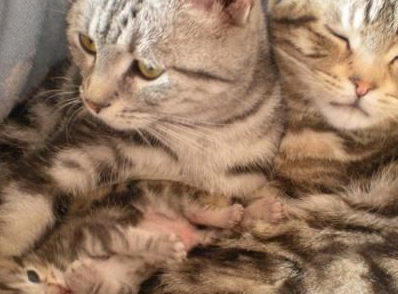 猫爸猫妈过二人世界,却遭到小奶猫“插足”,猫爸这次真生气了! 猫爸猫妈过二人世界,却遭到小奶猫“插足”,猫爸这次真生气了!