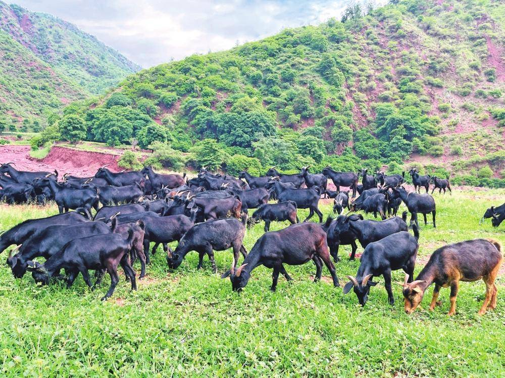 双柏县独田乡——养殖黑山羊 迈上致富路_村民_百合_规模