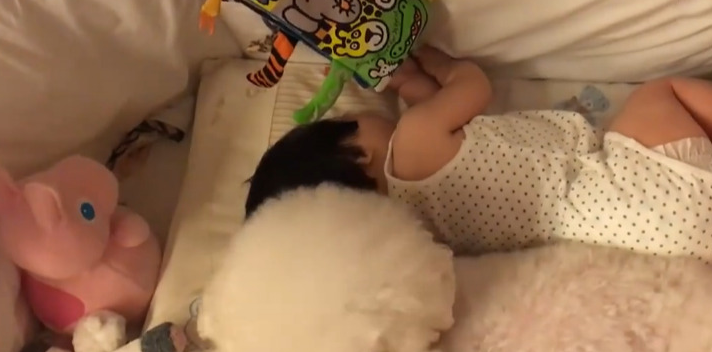 狗狗在家不见了，半天找不到，在婴儿床上，这一幕很温暖