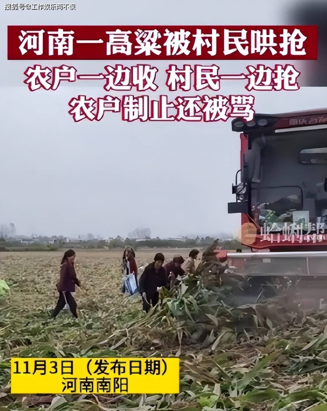 南阳高粱收割被村民抢收,官方辟谣未接到报警_保障_农业_生产