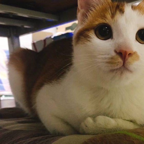 猫咪揣手姿势滑稽,网友看完照片发笑了:不愧是我家猫咪 猫咪揣手姿势滑稽,网友看完照片发笑了:不愧是我家猫咪