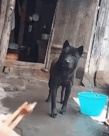 土狗看见筷子上的肉,宁愿流口水也不去吃:懂事得让人心疼 土狗看见筷子上的肉,宁愿流口水也不去吃:懂事得让人心疼