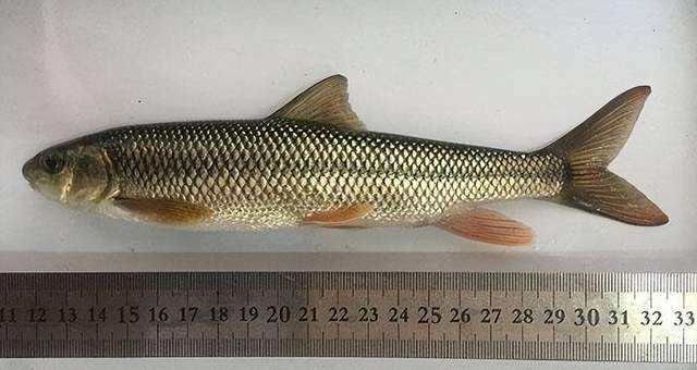 男子非法捕捞野生多鳞白甲鱼被抓_国家_菜市场_要求