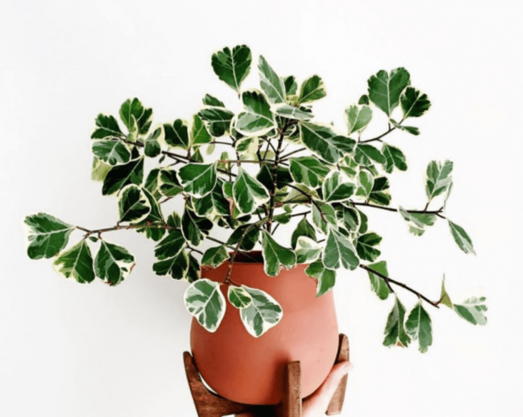 蓝妖:花叶心叶榕锦怎么养?做好这5点,新手也能养好