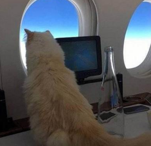 去年继承了老佛爷21亿遗产的猫,跟管家搬出别墅后,如今生活怎样 去年继承了老佛爷21亿遗产的猫,跟管家搬出别墅后,如今生活怎样