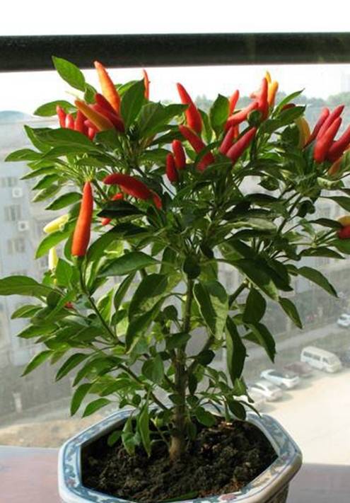 盆栽小辣椒时,可以把新鲜辣椒切开,取出里面的种子.