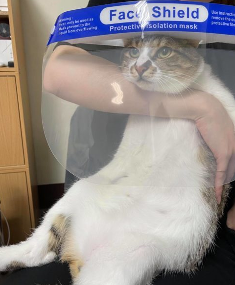 奴才出去玩托室友照顾猫四天，猫咪见她回家竟直接哭出眼泪！