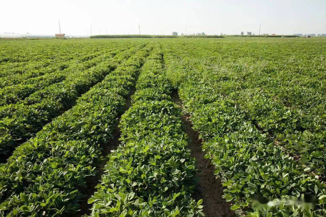 老品牌焕发新生机 ,重塑"龙丹"牌花生品牌经济透视