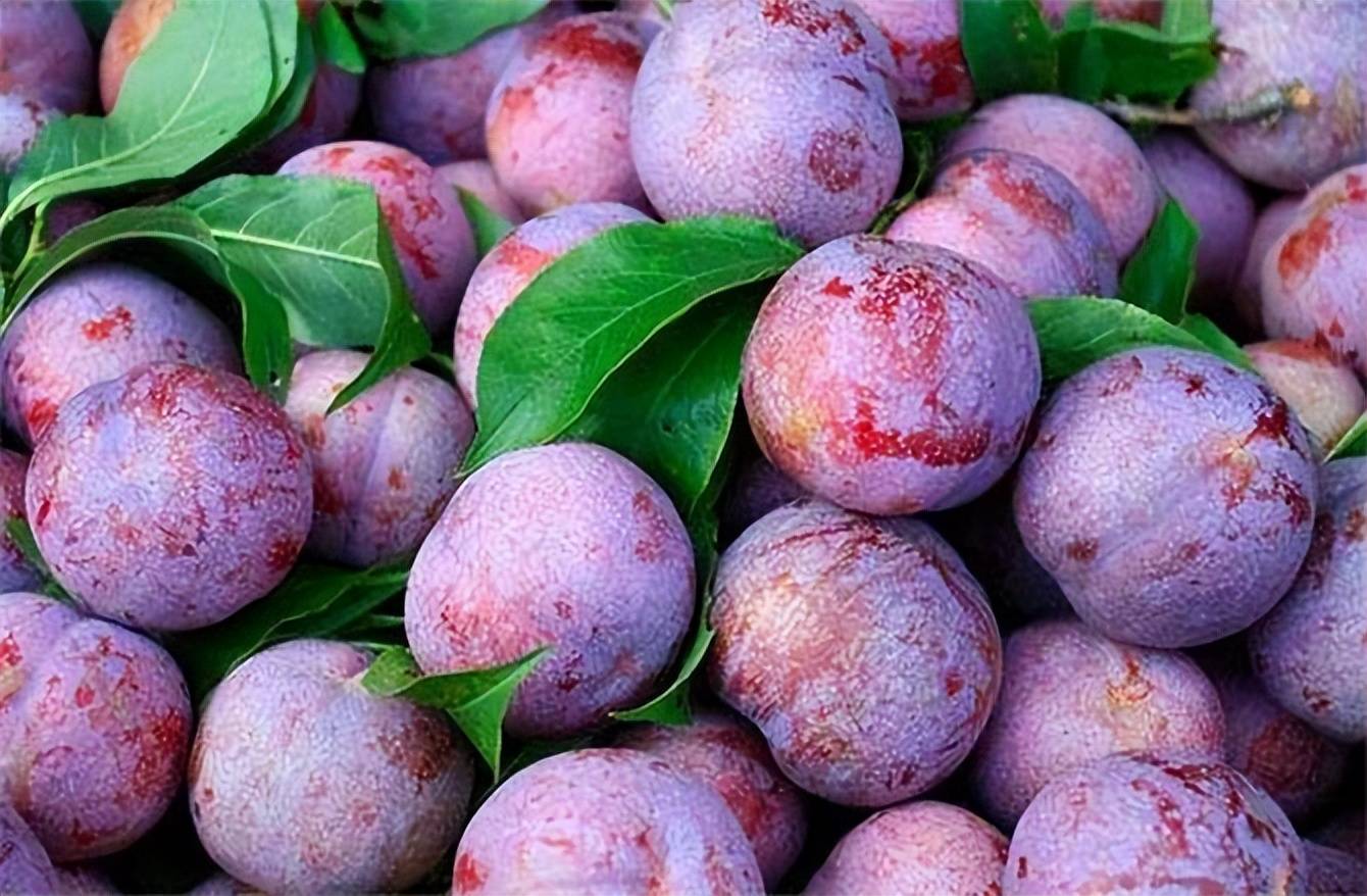 李子吃多了,会伤害身体吗?_食用_水果_营养