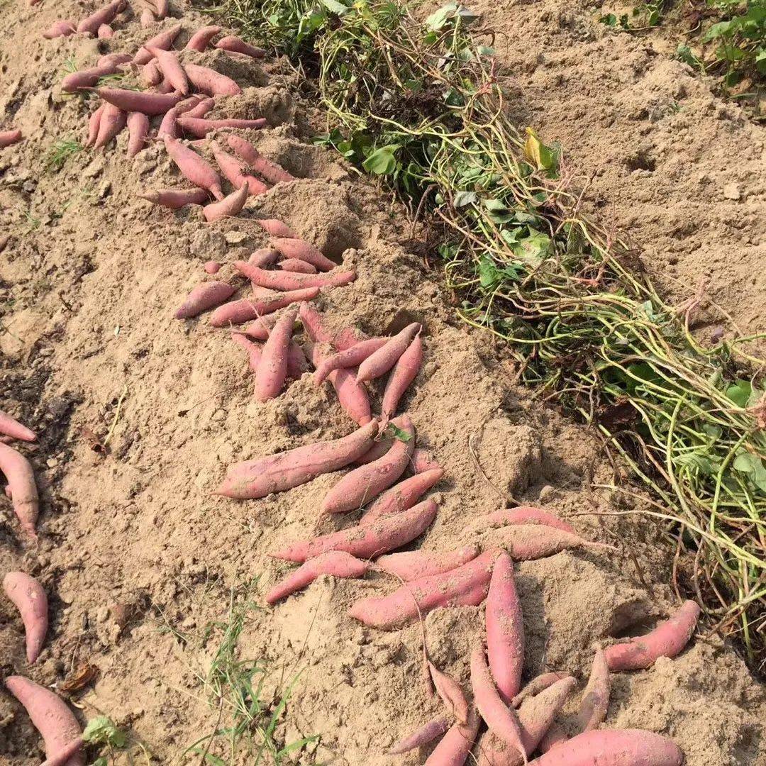 清丰沙地蜜薯|软糯香甜,美味诱惑!逾悦农产品_烤红薯_口感_种植