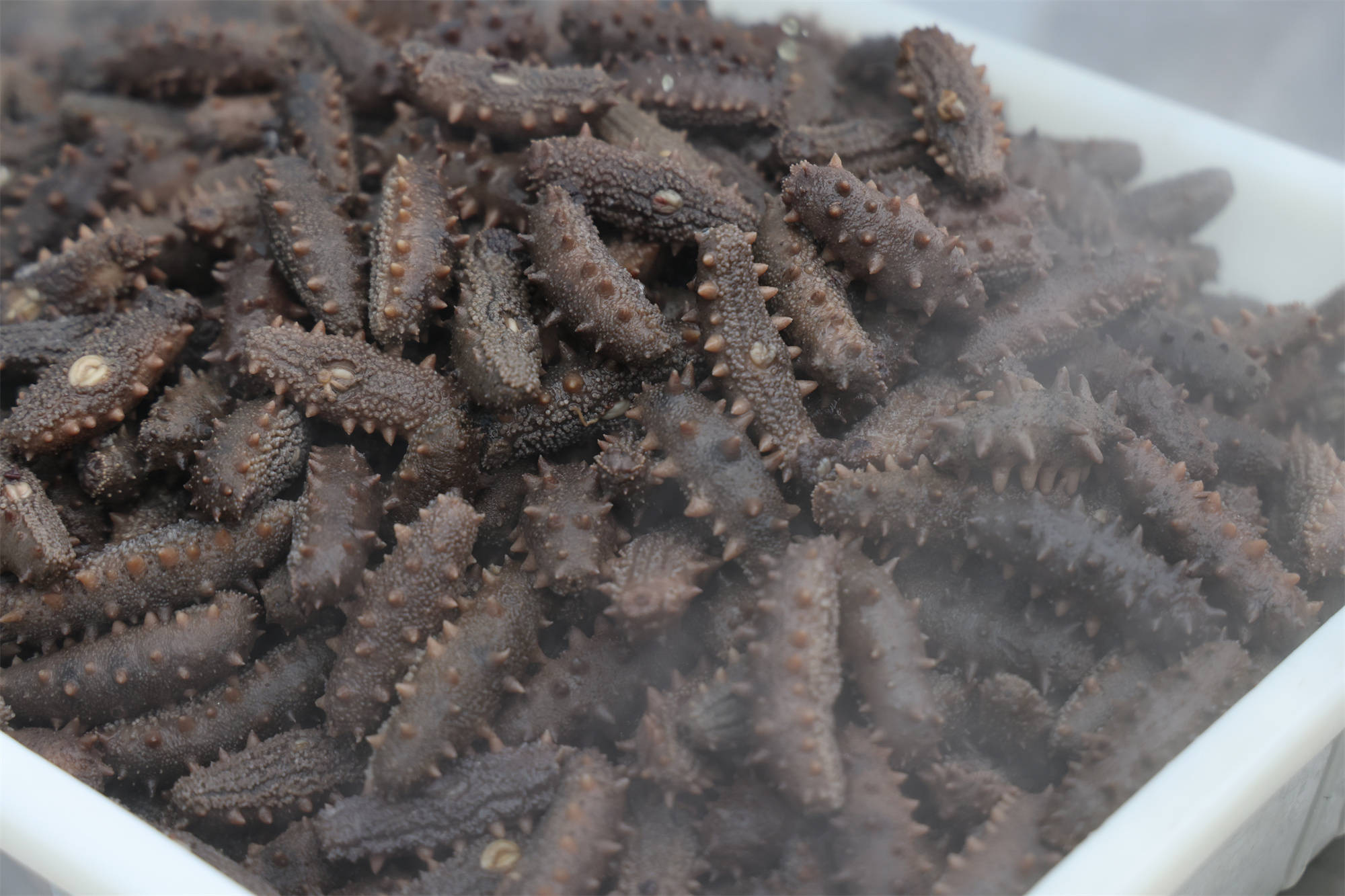 见证·野生—— 獐子岛原产地野生海参"立冬"开捕_辽宁大连_海洋_集团