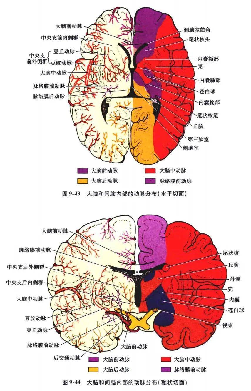 额叶的解剖结构图图片