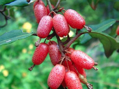 这个叫巴毛杆,也叫斑麻杆儿,叶子拿来做箭,做飞镖,可以射很远,杆的