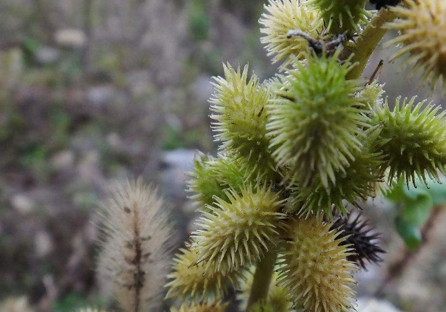 你是否有鼻炎的困扰,吃多少药都不管用,一把苍耳子帮你搞定它!