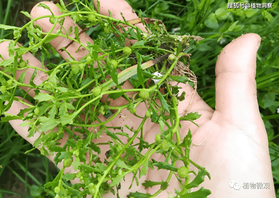 鹅不食草