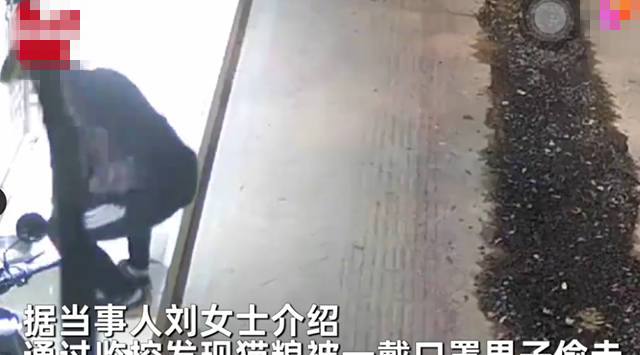 广西：女子放猫粮喂流浪猫，半夜被人偷走：穷到买不起，我可以送 