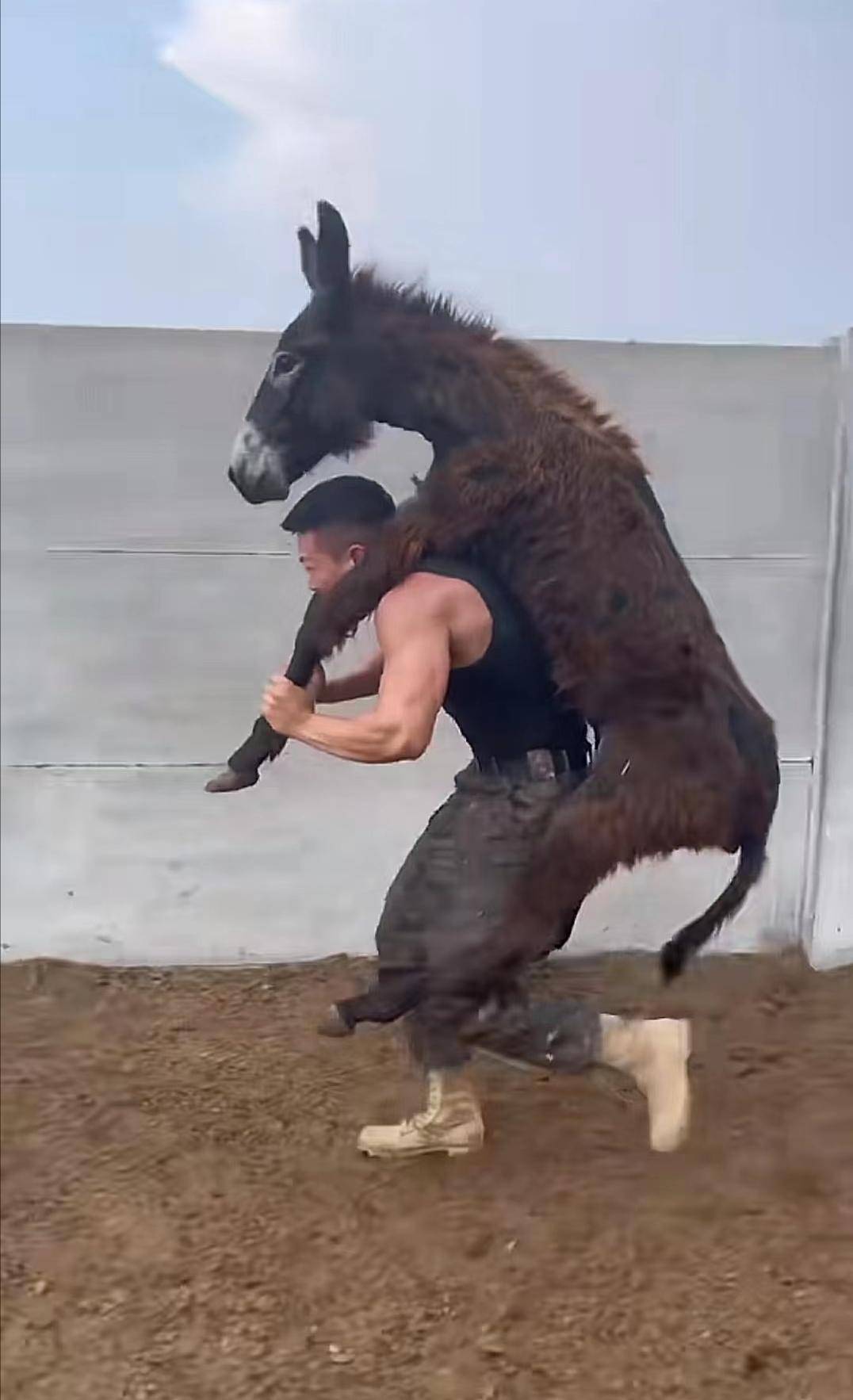 石家庄湾里庙步行街禁止"背驴",恶俗主播曾叫嚣:谁说都不好使