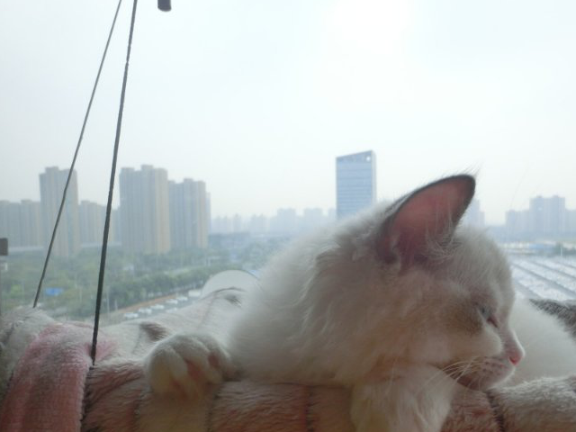 猫舍撸猫记!众多猫咪我独宠一只,猫咪快被我逼疯了! 猫舍撸猫记!众多猫咪我独宠一只,猫咪快被我逼疯了!