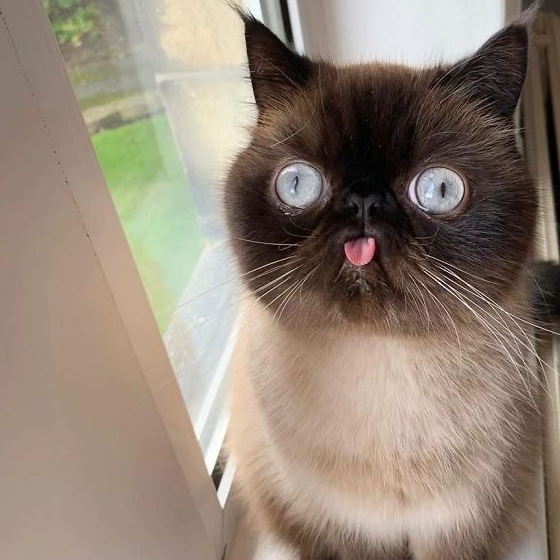 猫咪吐舌是卖萌?主子没那么多戏,其实是因为……_舌头_问题_时候