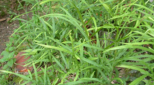 称"龙王的胡须","尿道炎"煮水有良效,关键不要钱_凤尾草_研究_中草药