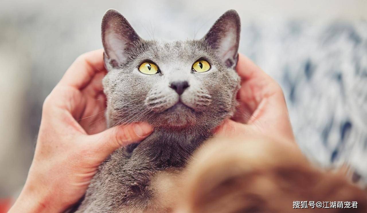 猫咪"过得幸福"的7种表现,假的装不出来!_主人_性格_都会