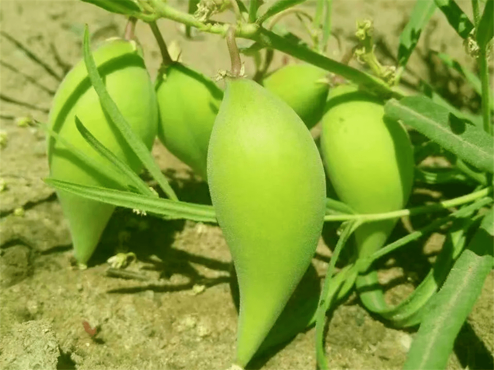 "羊奶瓜"的俗名有很多,如羊角瓢,野生雀瓢,女青等,但其中文名叫地梢瓜