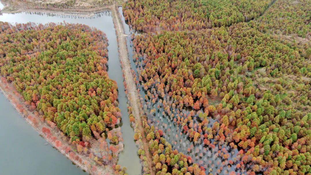 寻找皖南川藏线最美秋色之2023第五波落羽红杉林红叶指数发布_宁国