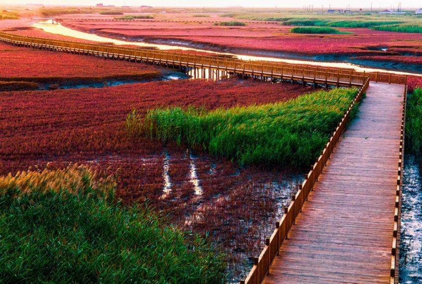 辽宁盘锦红海滩的绝美风光,你绝对不能错过!