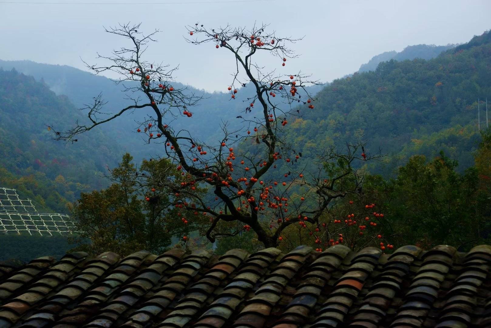 距市城区122公里,广元苏阳的柿子红了,柿子晶莹剔透像红宝石!