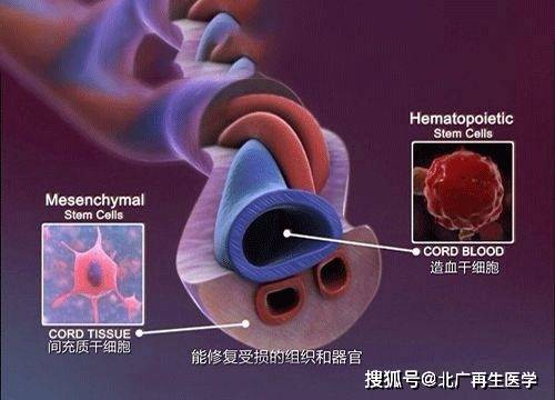干细胞_造血_移植