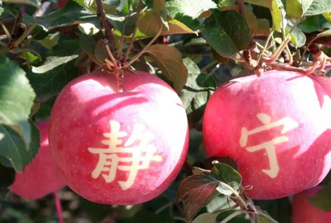 中国是"世界苹果产量"第一大国,哪里的苹果最好吃?你怎么看?