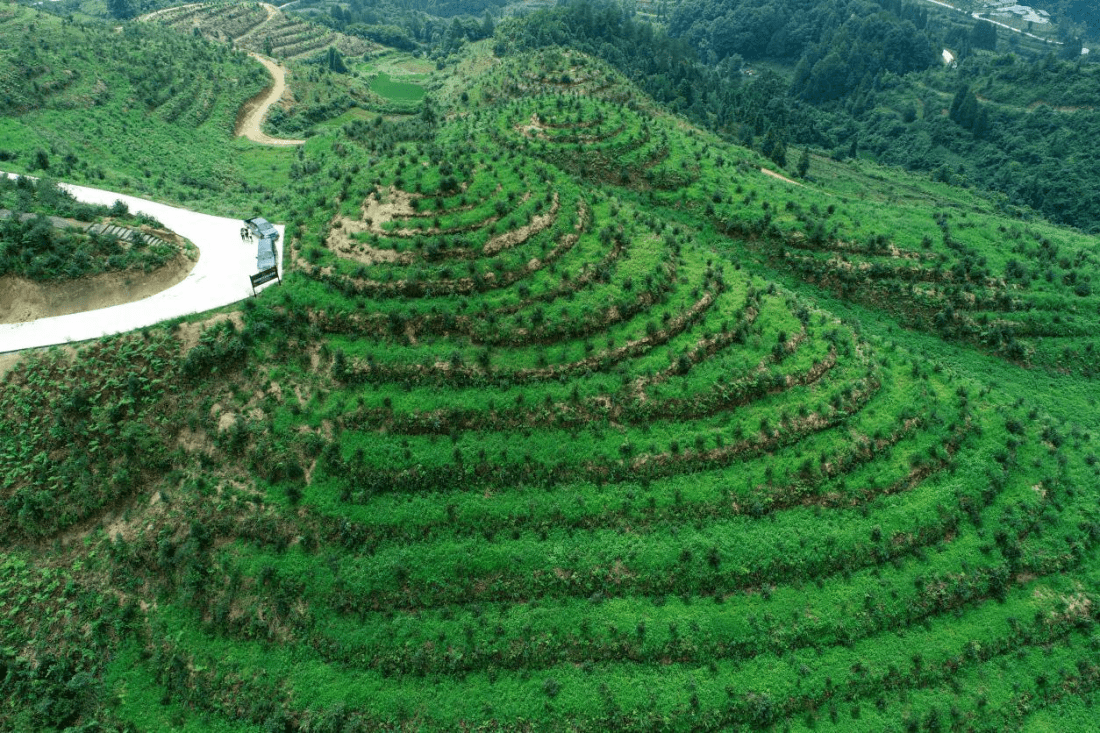 油茶基地做光伏图片