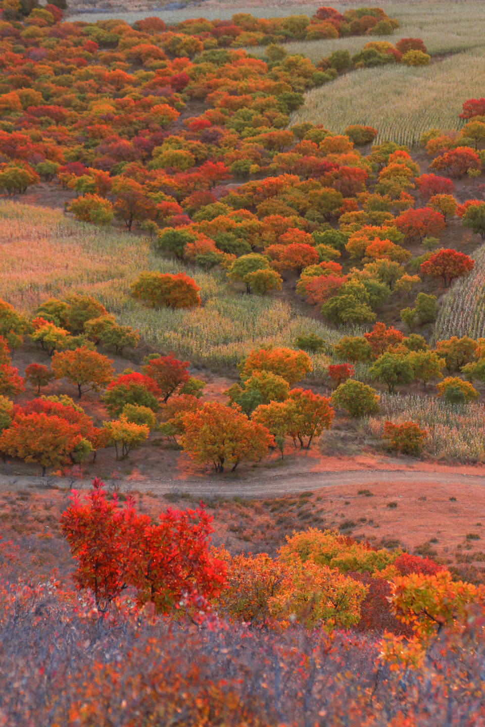 白城市林草湿生态连通工程成效凸显_建设_绿化_草原
