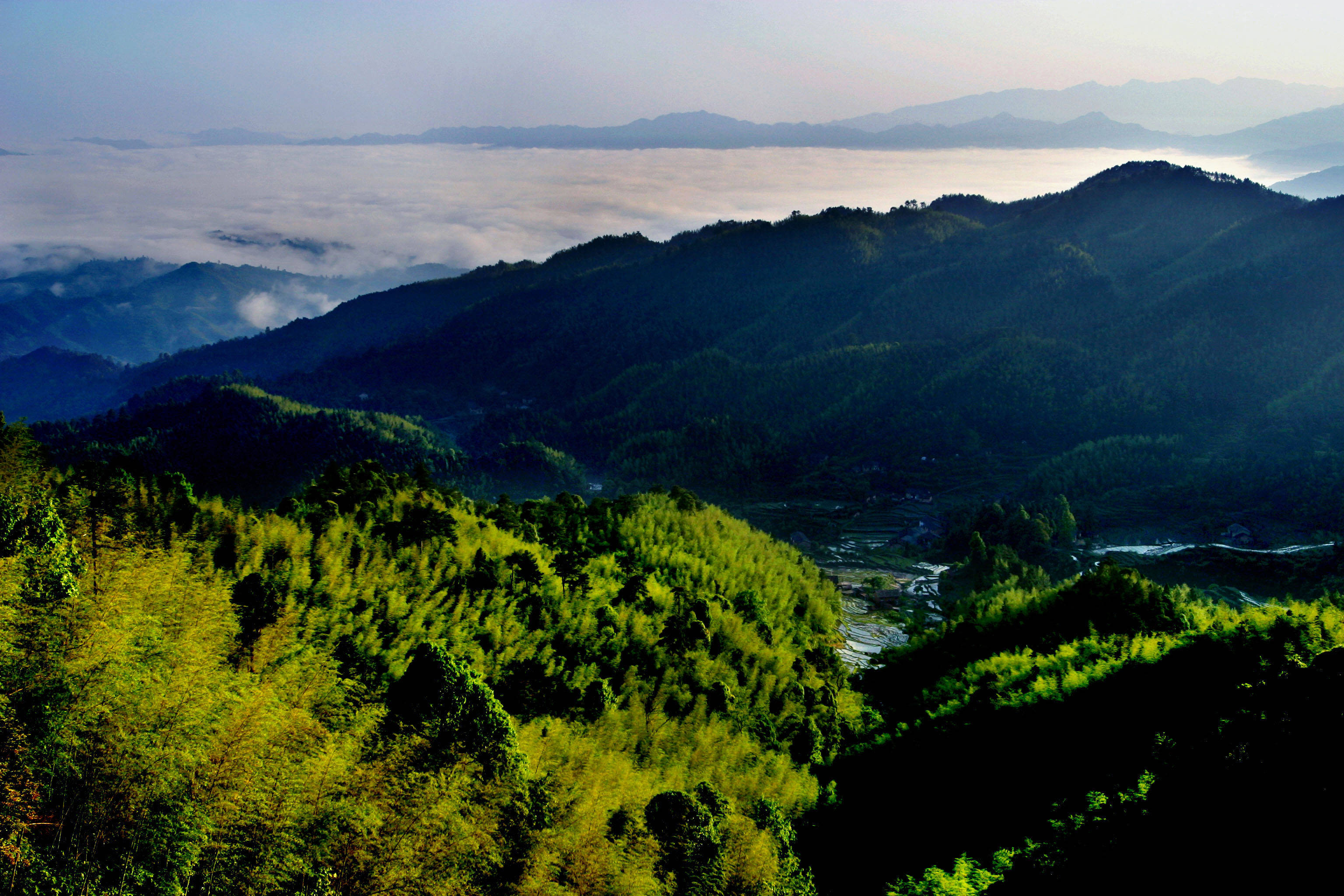 每一次摘杨梅,都是一次旅游_梅子和_云雾_山坳