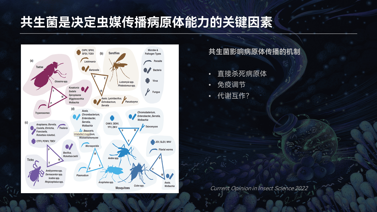 【图文实录】王敬文:虫媒与共生菌代谢互作_蚊虫_kynb_传播