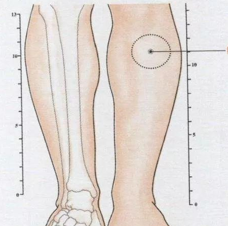 足三里与阳陵泉的定位图片