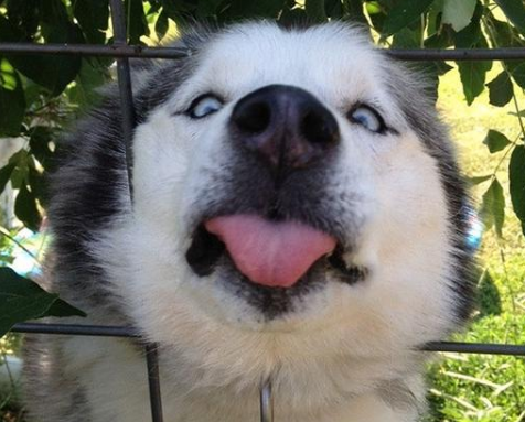 16张"憨狗照片",看到都想笑!_狗狗_什么_大哥