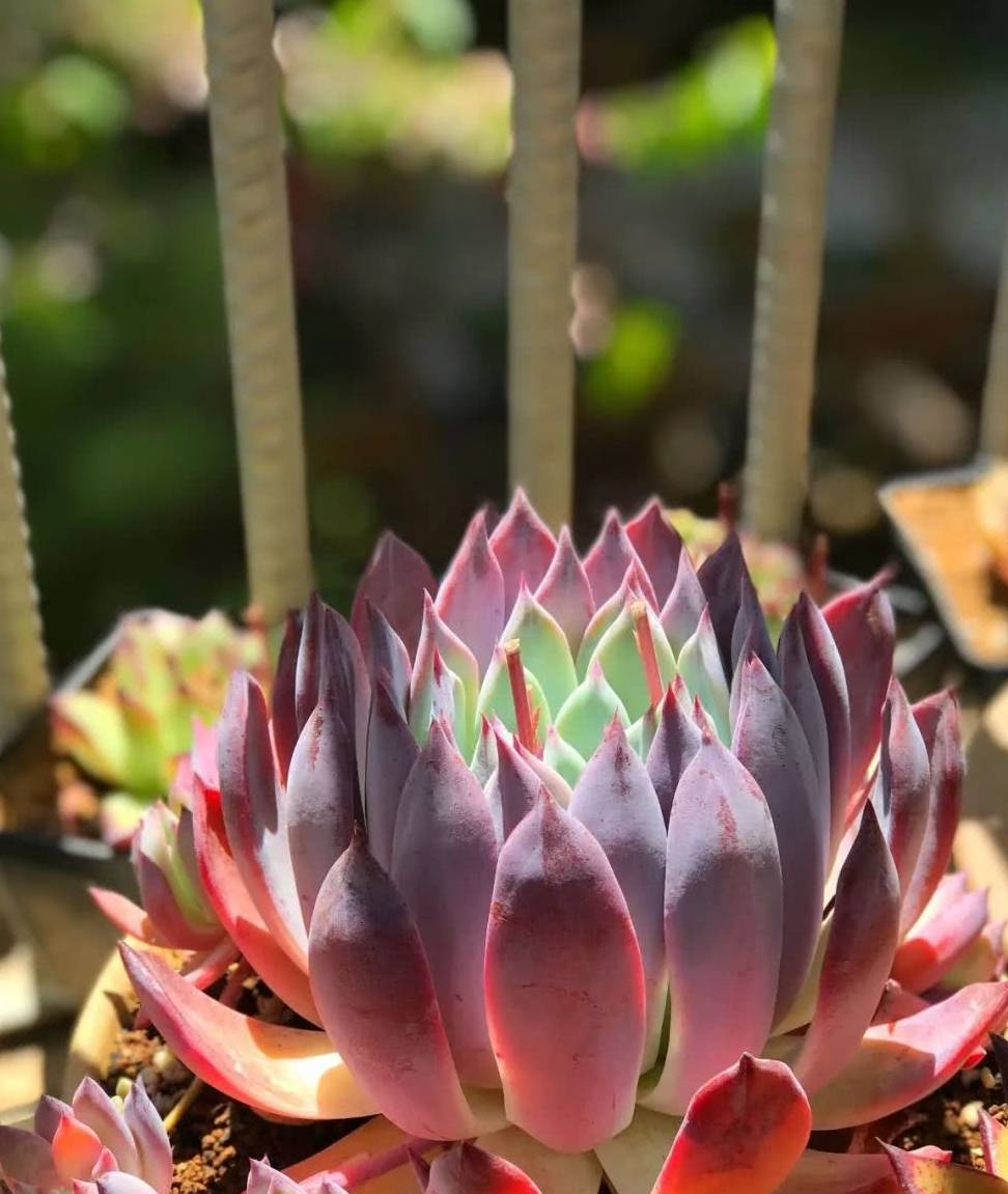 布兰迪黑玫瑰,也叫紫水晶.