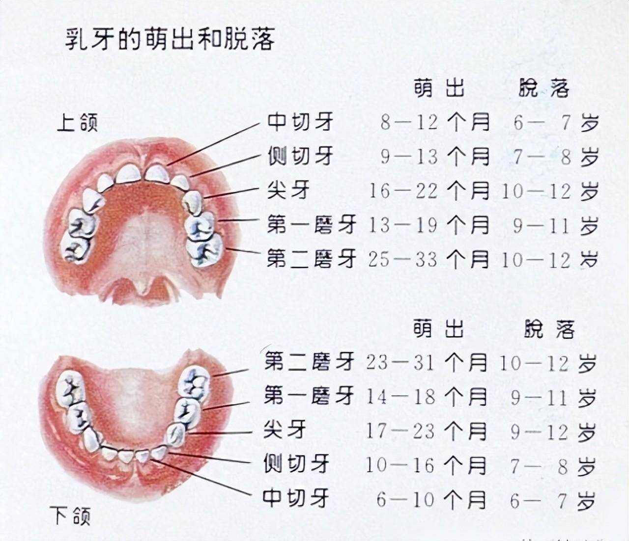 儿童换牙顺序图如下:12