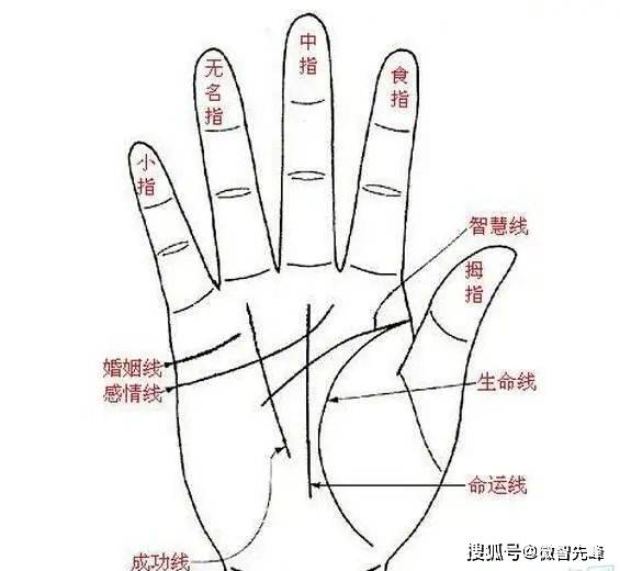 另外,观察婚姻线,如果深长且有平行线,都表示婚姻能够获得幸福.