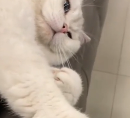 河南主人给猫咪剪指甲超配合，主动伸手，网友：把我家猫送来培训 