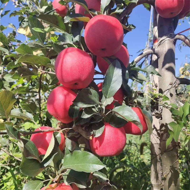 矮化砧木嫁接的爱妃苹果苗品种哪里有?