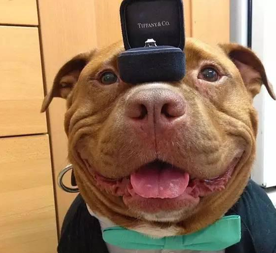 狗狗的证件照有多正经?铲屎官:你这是要去面试?_西装_营养_网友