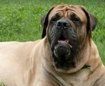 你知道世界上最凶猛的狗吗,世界排行榜前五,比特犬稳坐第一!