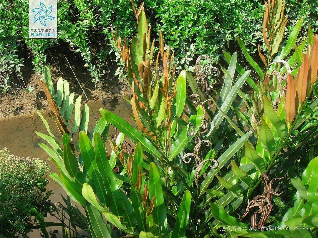 图:卤蕨叶片(图片来源:中国植物图像库)卤蕨最特别的地方在于,它身兼