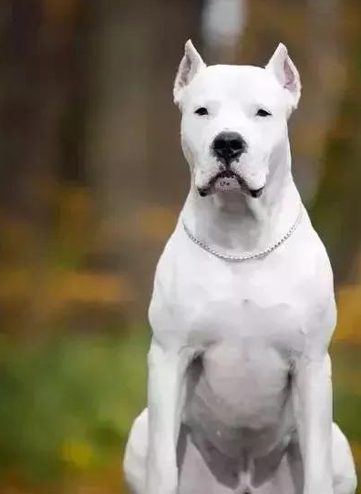 世界上最贵的十种狗_人民币_威纳_品种