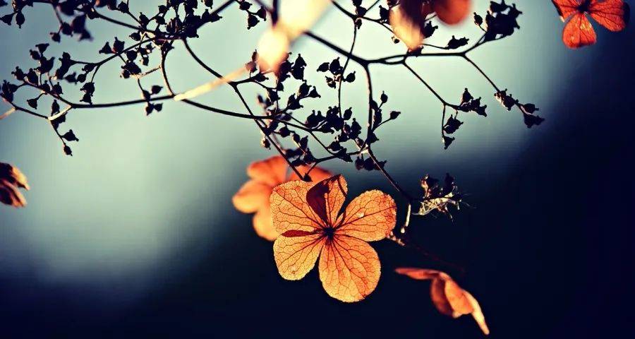 最近家电实体开始与网店正面拼低价了-家电圈官网