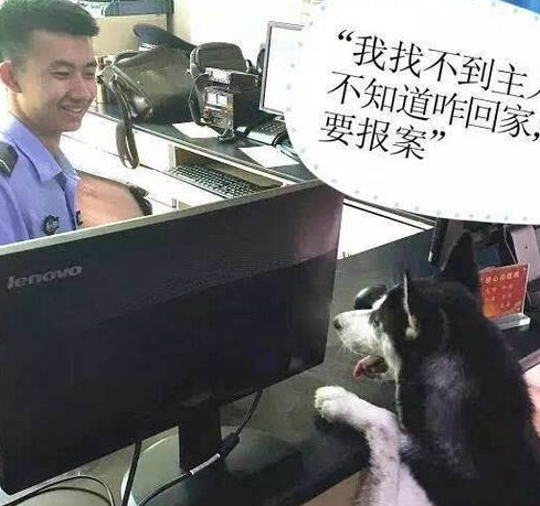 说出来你可能不信，哈士奇其实一直在装蠢！ 