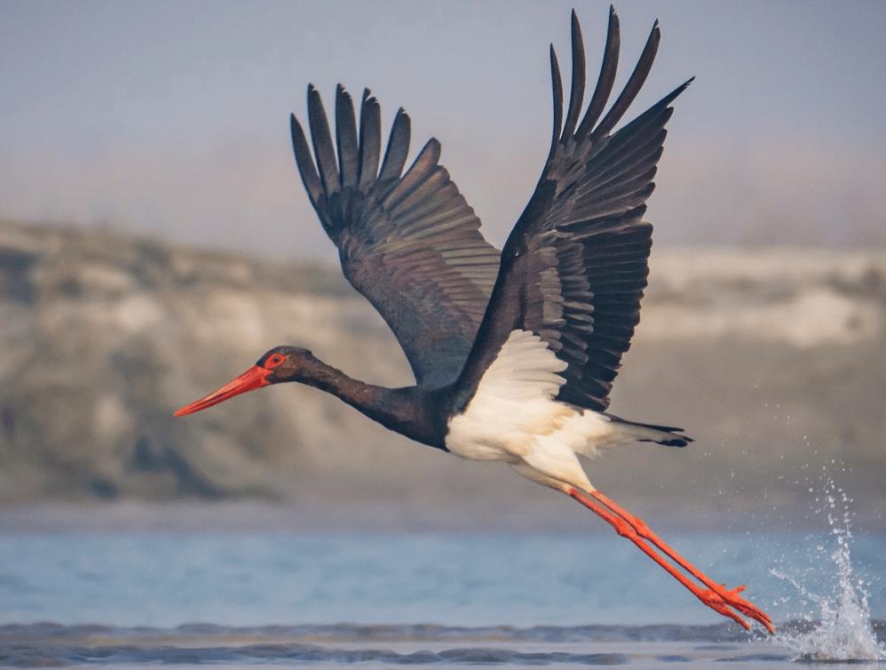 时隔20年,一级保护野生动物黑鹳再次现身海南!它有何特别之处?_繁殖_